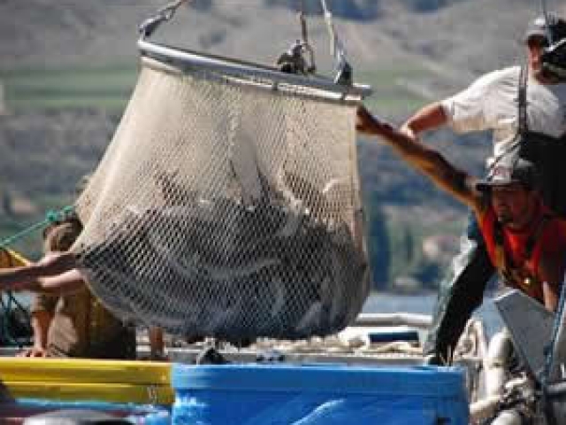 Bringing in the catch, Syilx fishermen take special care of the salmon.